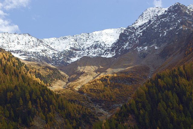 Les forêts de mélèzes en automne