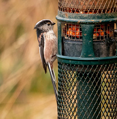 Long tailed tit