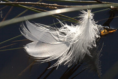 Plume de c..... Plume de c.....