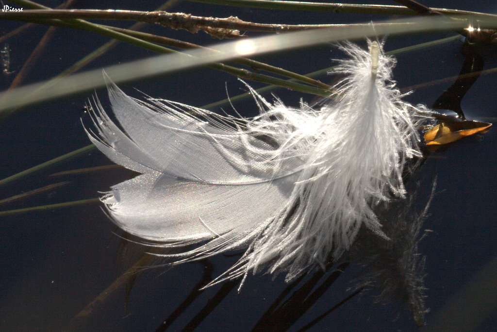 Plume de c.....