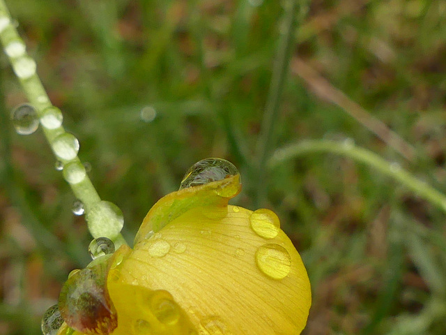 20250504 Forêt Blandas (128)