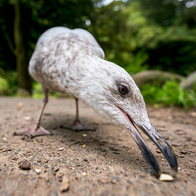 Gull
