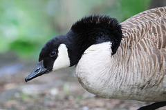 Angry goose