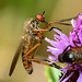 Fly. Family Empididae