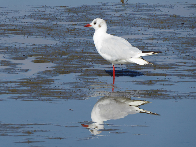 Spieglein, Spieglein...