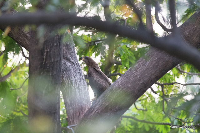 Indian Black kites deciding on a nesting site