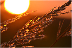 Sun-Grass
