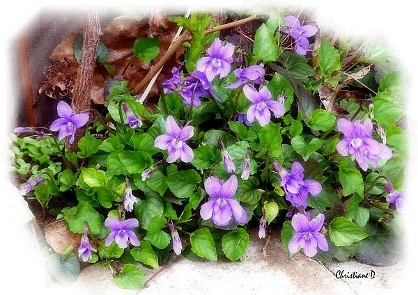 Violettes des bois ***  Wood violets