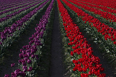 Skagit Valley Tulips