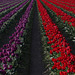 Skagit Valley Tulips