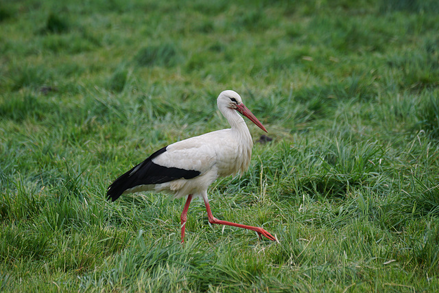 Storch auf der Jagd III