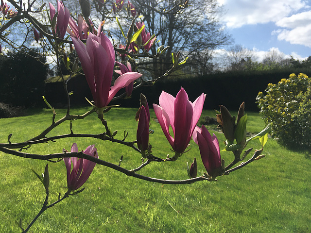 Branche fleurie de magnolia