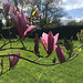 Branche fleurie de magnolia