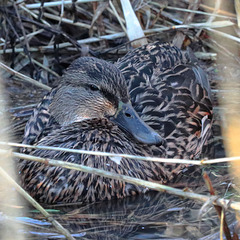 EOS 90D Peter Harriman 13 11 18 00299 mallard dpp