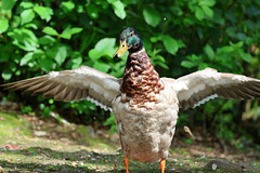 Show off
