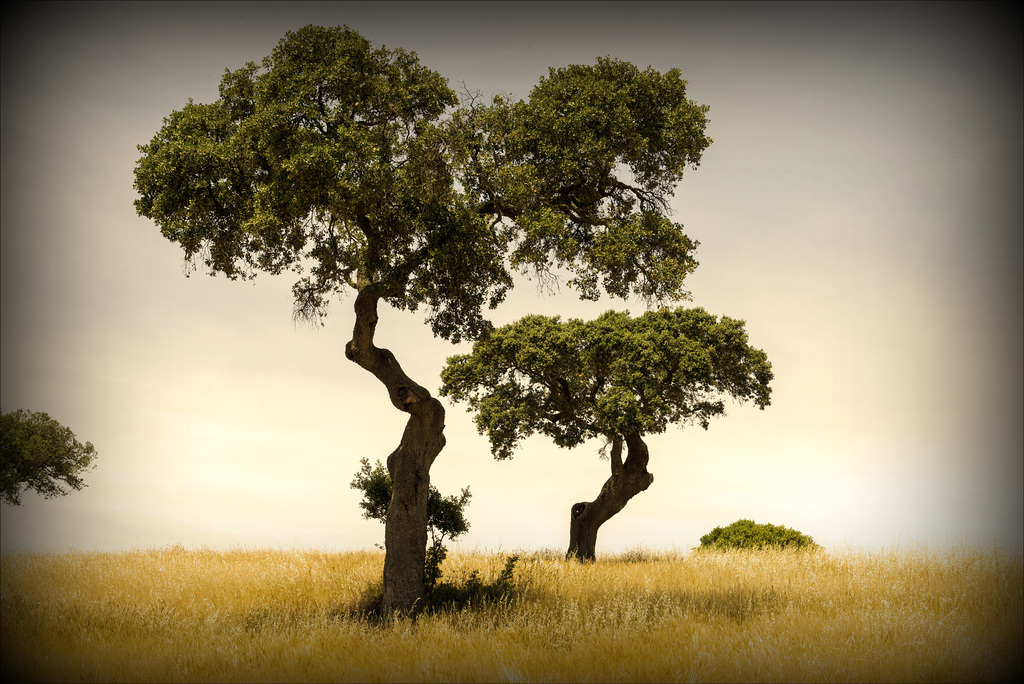 Azinheiras, Quercus ilex