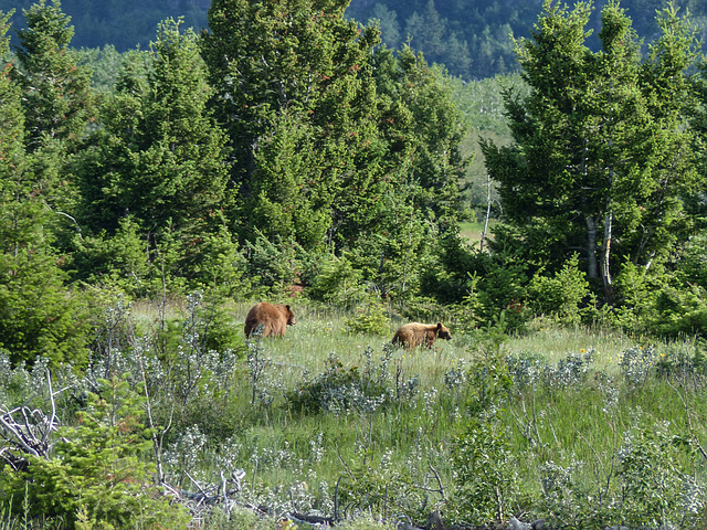 Grizzly Bear with last year's cub