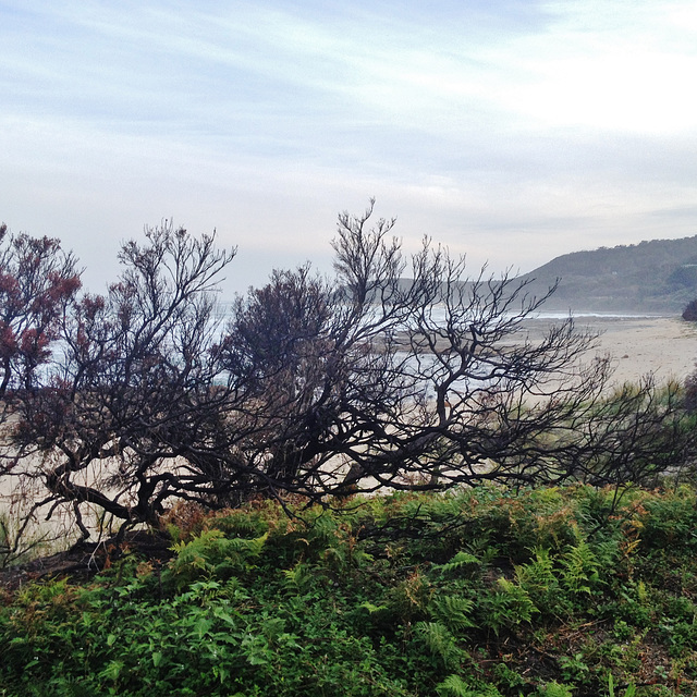 signs of the Wye River fire