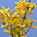 Leaves at the top of the tree.