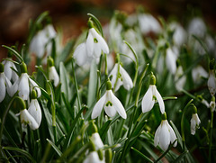 Blumen