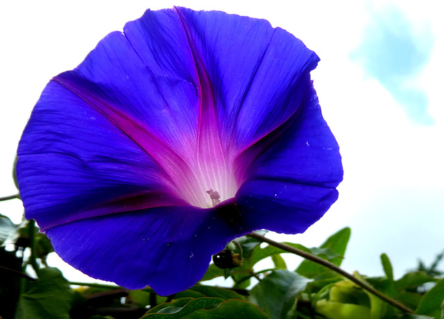 Ipomoea...