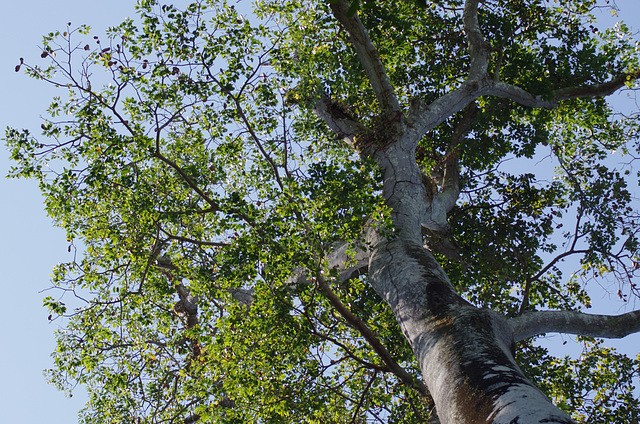 Fruit, high up