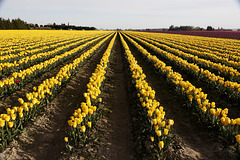 Skagit Valley Tulips