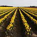 Skagit Valley Tulips