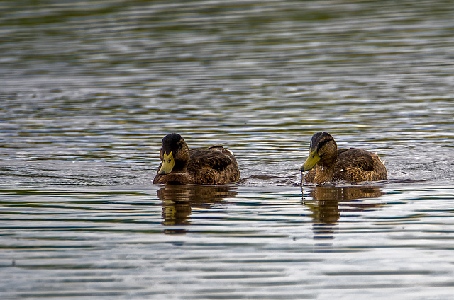 Ducks at Burton wetlands v4