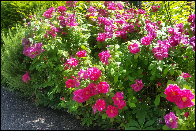 sweetly scented summer roses