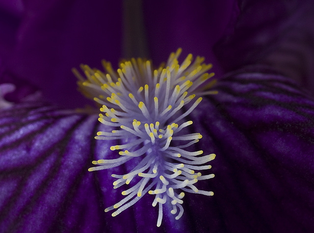 Iris Blu
