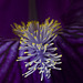 Iris Blu Iris Blu