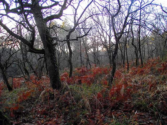 La forêt à l'heure du loup