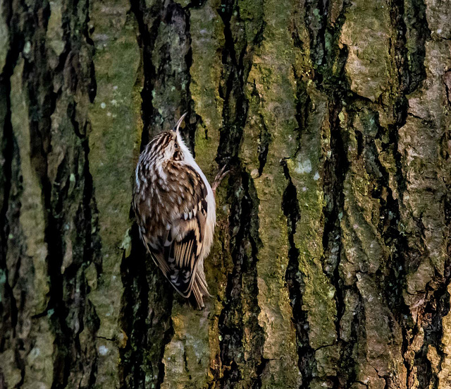 Tree creeper