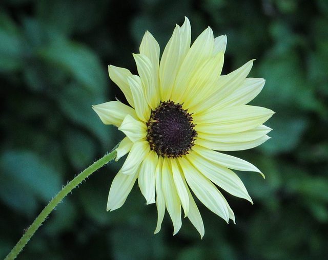 Pale Petals