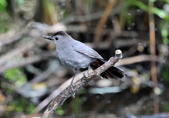 Gray catbird