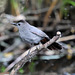 Gray catbird Gray catbird