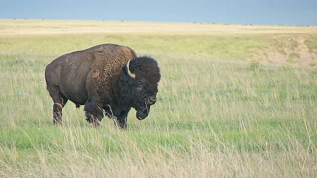 bison bull at GNP West 2 bison bull at GNP West 2