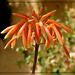 Aloe maculata ..........Belle journée à tous et toutes ❤️& BONNE FETE  DE L'ASCENSION  ♀