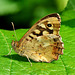 Speckled Wood. Pararge aegeria. Underside