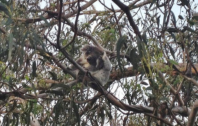 Otway koalas