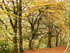 Autumn Beech tangle, Raincliff Woods