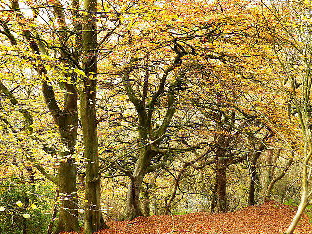 Autumn Beech tangle, Raincliff Woods