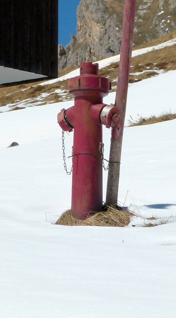 Wassermännchen im Dolomitenschnee