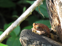 Toad (Bufo sp.)