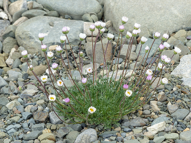 Cutleaf Daisy / Erigeron compositus?