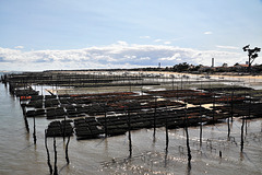 Cycling from Bordeaux Vineyards to the Atlantic Coast/ Cap Ferret/ Bassin d’Arcachon