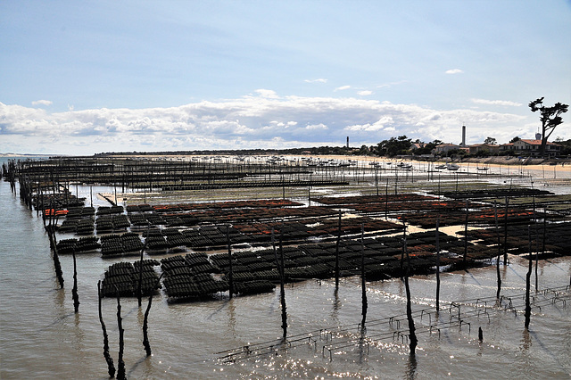 Cycling from Bordeaux Vineyards to the Atlantic Coast/ Cap Ferret/ Bassin d’Arcachon