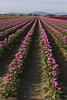 Skagit Valley Tulips