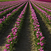 Skagit Valley Tulips